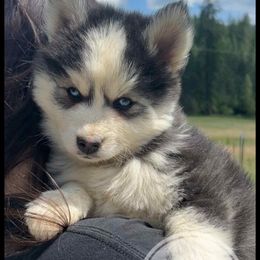 Runamok Out Of The Ashes - Black and white male Pomsky puppy in St. Maries, Idaho from Runamok Farm