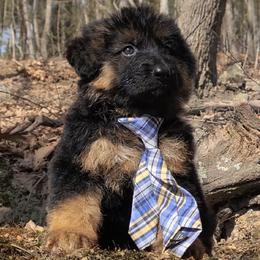Wasabi - Red Collar - Black and red male German Shepherd puppy in Charlotte, North Carolina from Zuflucht K9s