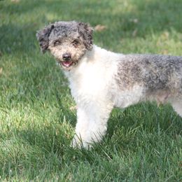 Tripp - Parson Russell Terrier