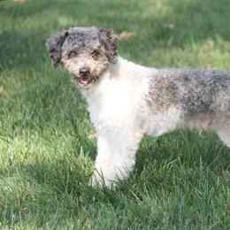 Tripp - Parson Russell Terrier
