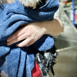 Bearded Collie and Border Collie Puppies from Beloved Bearded & Border Collies