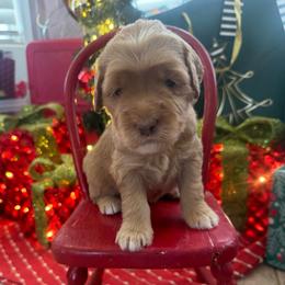 Wynonna Judd -pink collar - Red  female Goldendoodle puppy in Chino Valley, Arizona from Bass Creek Doodles