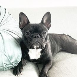 Raven - French Bulldog