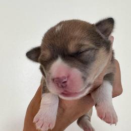 Beautiful sable bluie - Sable female Pembroke Welsh Corgi puppy in Clarksville, Tennessee from Cooler Farms Corgis
