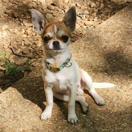 Hector - Chihuahua