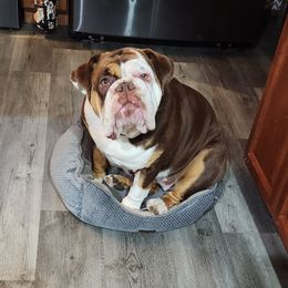Bulldog Puppies from Wiggle Butts Bulldogs