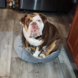 Bulldog Puppies from Wiggle Butts Bulldogs