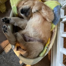Golden Retriever Puppies from Millport Golden Retriever