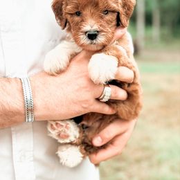 Bernedoodle and Goldendoodle Puppies from Supreme Doodles of Texas