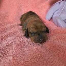 Poppy - Dapple female Dachshund puppy in Opelika, Alabama from Dachshund Darlins