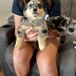 Gus - Blue merle male Pomeranian puppy in Amarillo, Texas from Panhandle Poms