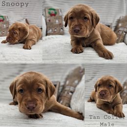 Snoopy - Yellow male Labrador Retriever puppy in Boyd, Minnesota from Lindley Labradors