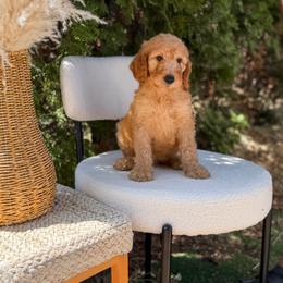 Yellow collar - Apricot male Goldendoodle puppy in Spokane, Washington from Dream Doodles in Spokane WA
