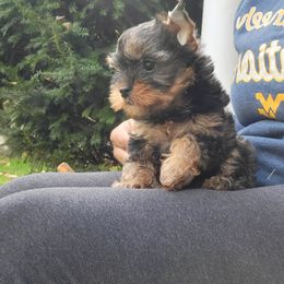 Great Dane and Yorkshire Terrier Puppies from Chuck City Danes