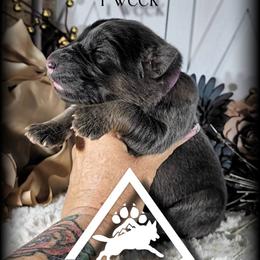 Blitz - Blue female German Shepherd puppy in Sequim, Washington from German Shepherd Haus