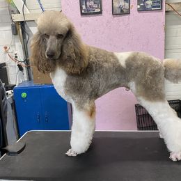 Odin - Poodle
