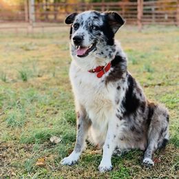 Australian Shepherds from McBride Australian Shepherd Farm