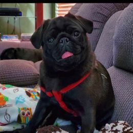Stitch - Pug