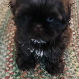 Cooper - Chocolate male Shih Tzu puppy in Scottdale, Pennsylvania from Nancy’s Majestic Shih Tzus