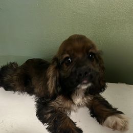 Cocker Spaniel All Grown Up from Livengood Cockers