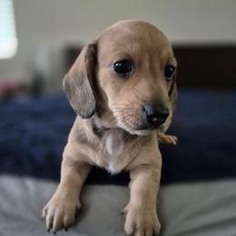 Bracken AKC Smooth Shaded Cream - Cream male Dachshund puppy in Los Angeles, California from Sterling Dachshunds