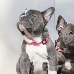 French Bulldogs from Ingram Ranch Frenchies