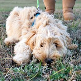 Lina - Australian Labradoodle