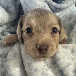 Girl 3 - Dapple female Dachshund puppy in Snow Camp, North Carolina from V's Southern Angels