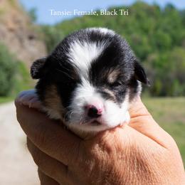 Tansie - Black and tan female Pembroke Welsh Corgi puppy in Manchester, Kentucky from Riverside Corgis