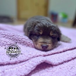 Australian Shepherd and Miniature Australian Shepherd Puppies from Integrity Aussies Tx