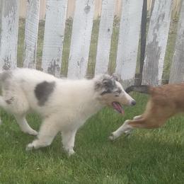 Collie Puppies from Desert Kennels