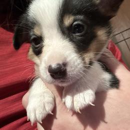 Vixen - Black and tan female Pembroke Welsh Corgi puppy in Orangevale, California from Corgis of the Heart