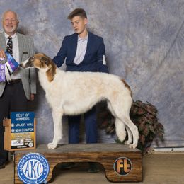 Borzoi puppies from Ivanhoe Borzoi