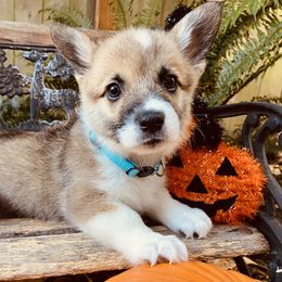 American Corgi and Pembroke Welsh Corgi Puppies from Cascadian Space Coast Corgis LLC