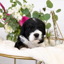 Daisy - Tri-color female Cavapoo puppy in Virginia Beach, Virginia from Son Kissed Puppy Co