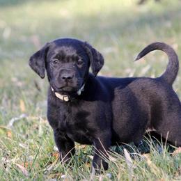Girl 2 - Black female Labrador Retriever puppy in Black Creek, Wisconsin from Copper View Farm German Shepherds and Labrador Retreivers