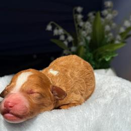 Matthew - Red  male Goldendoodle puppy in Urbana, Illinois from ZaraDoodles