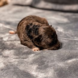 Aussiedoodle Puppies from Kce Ranch Aussiedoodles