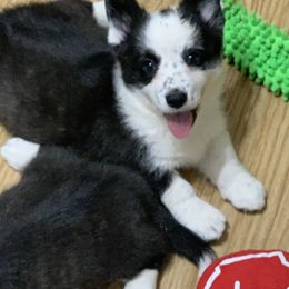 Cardigan Welsh Corgi Puppies from Luxe Cardigan Welsh Corgis