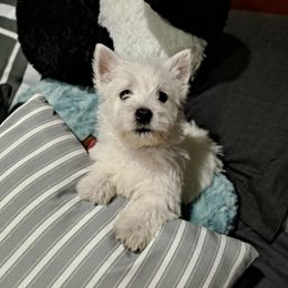 West Highland White Terrier Puppies from Westies of Morrison