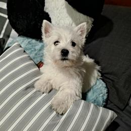 West Highland White Terrier Puppies from Westies of Morrison