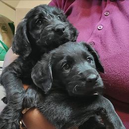Labradoodles from Hillsborough Happy Tails