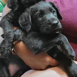 Labradoodles from Hillsborough Happy Tails