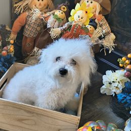 Bichon Frises and Havanese from Blitzing Bichons and Havanese