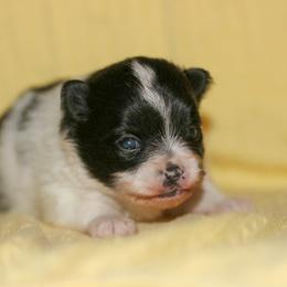 Janey - Black parti female Pomeranian puppy in Bremen, Indiana from AMS Pomeranians and Pomskies in Indiana