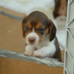 Beagle Puppies from Parmelee Beagles