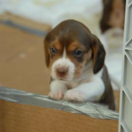 Beagle Puppies from Parmelee Beagles
