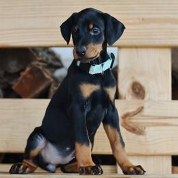 Girl 7 - Aqua Collar - Doberman Pinscher puppy from Centennial Acres Dobermans