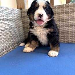 Lady - Black rust and white female Bernese Mountain Dog puppy in Oregon City, Oregon from N.W. Mountain Retrievers