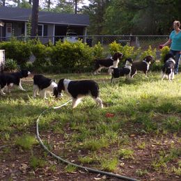 English Springer Spaniel All Grown Up from Spring of Joy Kennel